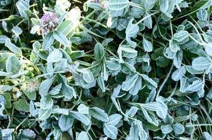 frosty grass leaves frozen in autumn photo