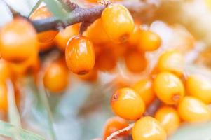 a branch of orange sea buckthorn berries close up