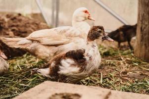 almizcle o pato indo en una granja en un gallinero foto