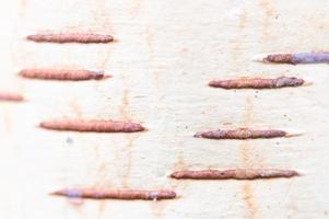 bark birch texture background