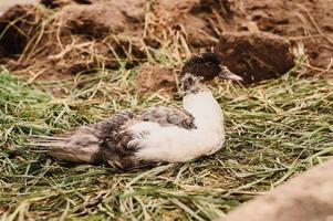 almizcle o pato indo en una granja en un gallinero foto