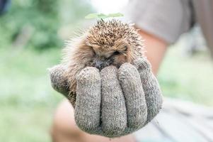 animal little hedgehog photo