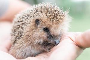 animal little hedgehog photo