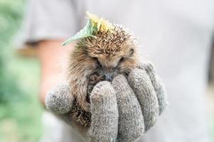 animal little hedgehog photo