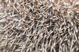 animal little hedgehog prickles spines photo