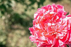 pink peony flower head in full bloom on a background of blurred green leaves photo