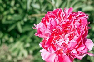 pink peony flower head in full bloom on a background of blurred green leaves photo