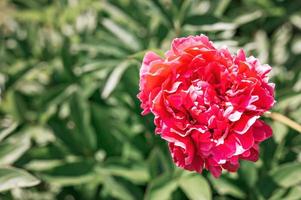 pink peony flower head in full bloom on a background of blurred green leaves photo