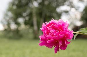 pink peony flower head in full bloom on a background of blurred green leaves photo