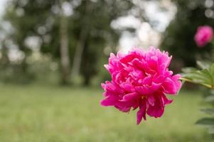 Cabeza de flor de peonía rosa en plena floración sobre un fondo de hojas verdes borrosas foto