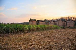 Abandoned buildings on a corn field photo