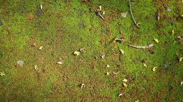 Moss texture. Moss background. Green moss on grunge texture, background photo