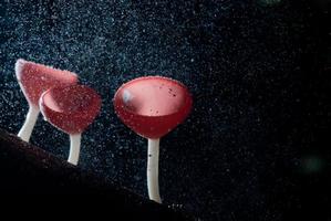 Rain beautiful pink champagne mushroom  Lined on timber photo