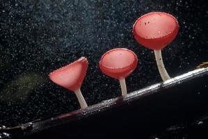 beautiful pink champagne mushroom in rain forest photo