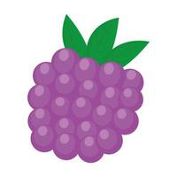 fresh blackberry fruit vector