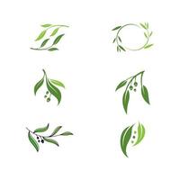 Olive leaf vector illustration design