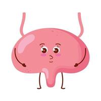 cute organ bladder vector