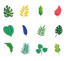 twelve set leafs vector