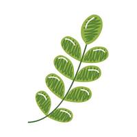 Plant leaf icon vector