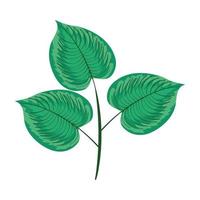 leafs plant icon vector