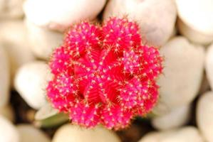 close up image of rows of cute colorful miniature cactus photo