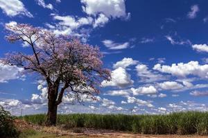 Campo de caña de azúcar y árbol de ipe rosa con nubes cielo azul en Brasil foto