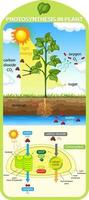 Diagrama que muestra el proceso de fotosíntesis en planta. vector