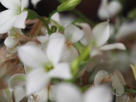 plant white flower photo
