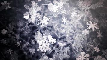 Christmas Snowflakes Falling - Loop video