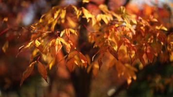 Natural background with autumn yellow leaves video