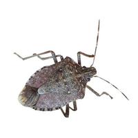 chinche apestosa marrón marmorada insecto animal png transparente foto