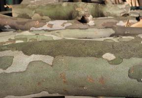 camouflage pattern on plane tree bark background photo