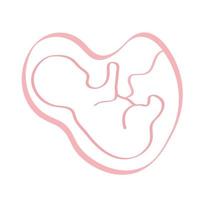 feto en placenta vector