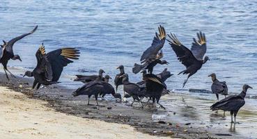 Tropical Black Vultures eat fish carcass Rio de Janeiro Brazil. photo