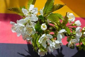 Blooming cherry branch with white flowers photo