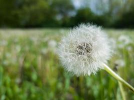 Real dandelion in a field