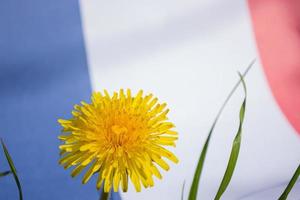 Blooming dandelion on the background of the flag of France. photo