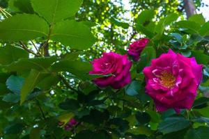 un arbusto de hermosas rosas trepadoras rojas. foto