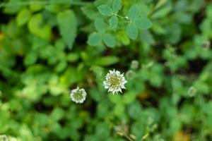 Creeping white clover flower on a green background. photo
