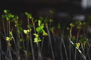 Sprouted young seedlings of cabbage. photo