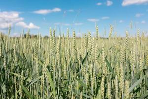 campo de trigo verde y fondo de cielo foto