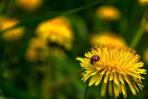 A ladybug is covered in pollen on a yellow flowering dandelion.