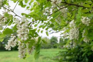 Beautiful flowers of white acacia. Summer theme. photo