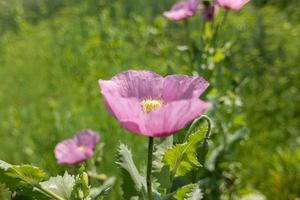 Large pink poppy flower. photo