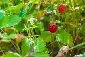 Wild berries on the lawn. Real ripe strawberries in green grass. photo