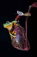 wallace flying frog perched on nephentes flowers