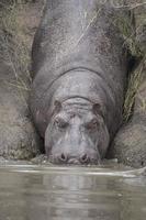 Hippo Sliding Into Water, Serengeti