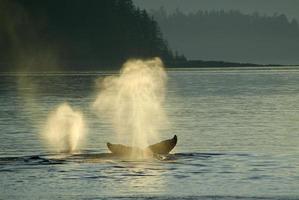 Humpback Whale Spouts in Sunset photo