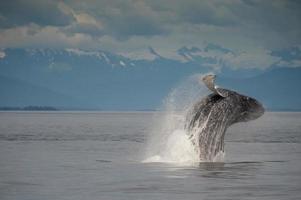 Breaching Humpback Whale photo