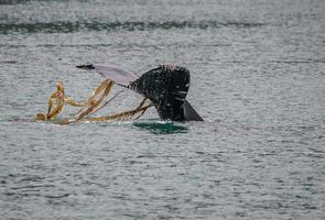Humpback Whale with Kelp on Fluke
